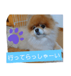 ポメラニアン、ラブの日々5（個別スタンプ：20）