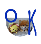 ポメラニアン、ラブの日々5（個別スタンプ：28）