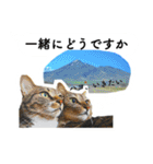 山に登りたい猫と動物たち（個別スタンプ：3）