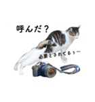山に登りたい猫と動物たち（個別スタンプ：4）