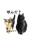 山に登りたい猫と動物たち（個別スタンプ：5）