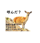 山に登りたい猫と動物たち（個別スタンプ：6）