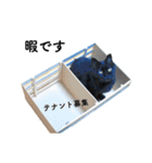 山に登りたい猫と動物たち（個別スタンプ：7）