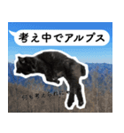 山に登りたい猫と動物たち（個別スタンプ：8）