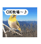山に登りたい猫と動物たち（個別スタンプ：11）