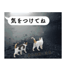 山に登りたい猫と動物たち（個別スタンプ：18）