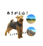 山に登りたい猫と動物たち（個別スタンプ：21）