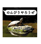 山に登りたい猫と動物たち（個別スタンプ：26）