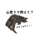 山に登りたい猫と動物たち（個別スタンプ：28）