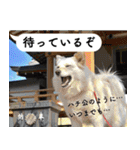 山に登りたい猫と動物たち（個別スタンプ：31）