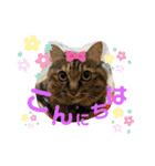 ミーコロの日常（個別スタンプ：1）
