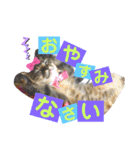 ミーコロの日常（個別スタンプ：5）