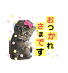 ミーコロの日常（個別スタンプ：6）