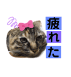 ミーコロの日常（個別スタンプ：8）