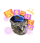 ミーコロの日常（個別スタンプ：12）