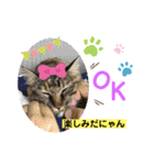 ミーコロの日常（個別スタンプ：14）