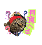 ミーコロの日常（個別スタンプ：15）