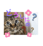 ミーコロの日常（個別スタンプ：16）