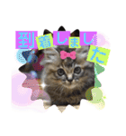 ミーコロの日常（個別スタンプ：17）