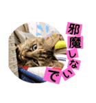 ミーコロの日常（個別スタンプ：18）