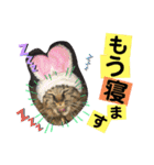 ミーコロの日常（個別スタンプ：19）