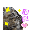 ミーコロの日常（個別スタンプ：26）
