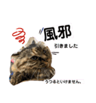 ミーコロの日常（個別スタンプ：27）