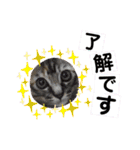 ミーコロの日常（個別スタンプ：29）
