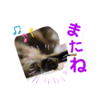 ミーコロの日常（個別スタンプ：30）