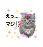 ミーコロの日常（個別スタンプ：31）