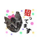 ミーコロの日常（個別スタンプ：34）