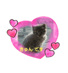 保護猫 ＆ COCO ❷（個別スタンプ：1）