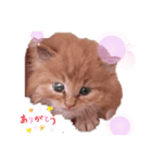 保護猫 ＆ COCO ❷（個別スタンプ：2）