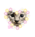 保護猫 ＆ COCO ❷（個別スタンプ：3）