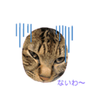 保護猫 ＆ COCO ❷（個別スタンプ：4）