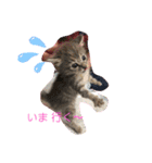 保護猫 ＆ COCO ❷（個別スタンプ：6）