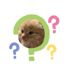 保護猫 ＆ COCO ❷（個別スタンプ：7）