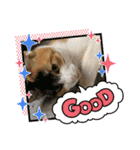 保護猫 ＆ COCO ❷（個別スタンプ：8）
