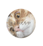 あかりのねこ（個別スタンプ：1）