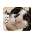 あかりのねこ（個別スタンプ：4）