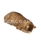 あかりのねこ（個別スタンプ：5）