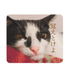 あかりのねこ（個別スタンプ：6）