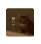あかりのねこ（個別スタンプ：7）