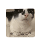 あかりのねこ（個別スタンプ：8）