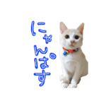 メルミュウウニ（個別スタンプ：8）