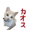 メルミュウウニ（個別スタンプ：9）