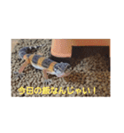 レオパとニシアフ（個別スタンプ：9）