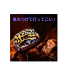 レオパとニシアフ（個別スタンプ：11）