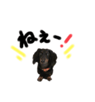 老犬その2（個別スタンプ：1）