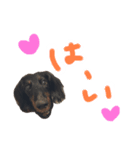 老犬その2（個別スタンプ：3）
